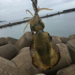 秋アオリイカ調査。湯梨浜町