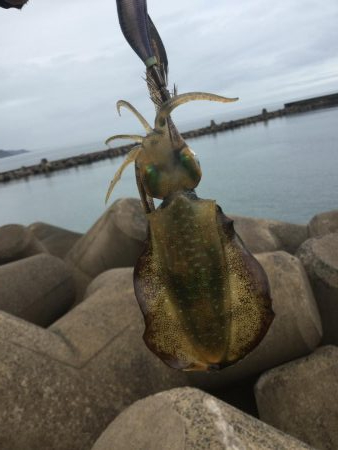 秋アオリイカ調査。湯梨浜町