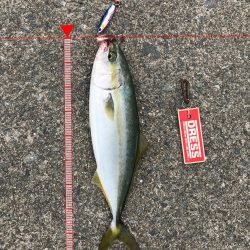 9月18日今期初アオリ、ハマチ、ツバス