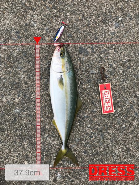 9月18日今期初アオリ、ハマチ、ツバス