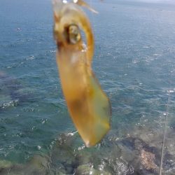 やっと群れ入ってきました