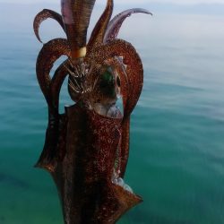 サイズは？数は？