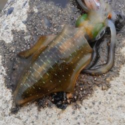 潮動かず、イカは?