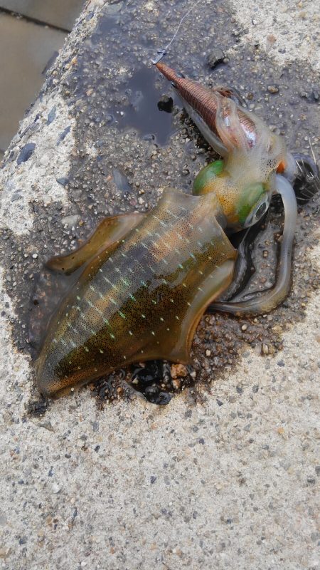 潮動かず、イカは?