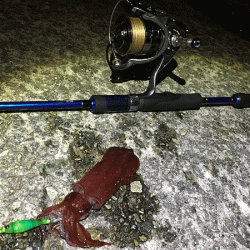 瀬戸内の島ケンサキエギング(2019-3)