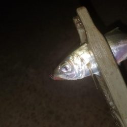 アジング楽し～♪