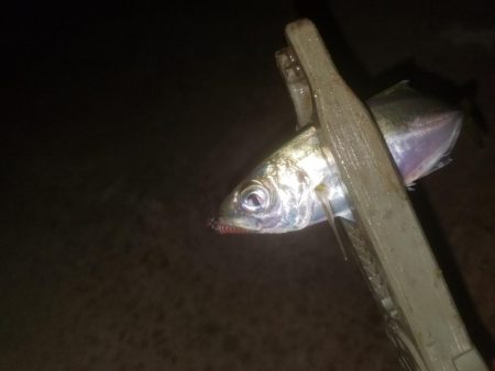 アジング楽し～♪