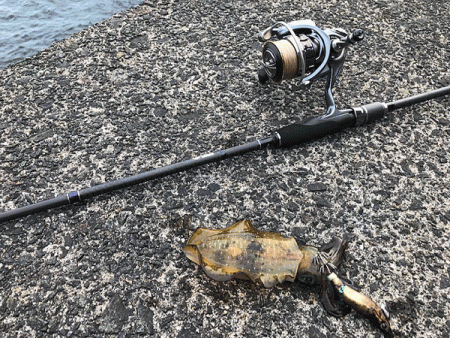 日本海エギング(2019-1)