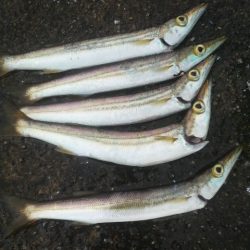 エギ王VS餌木蔵