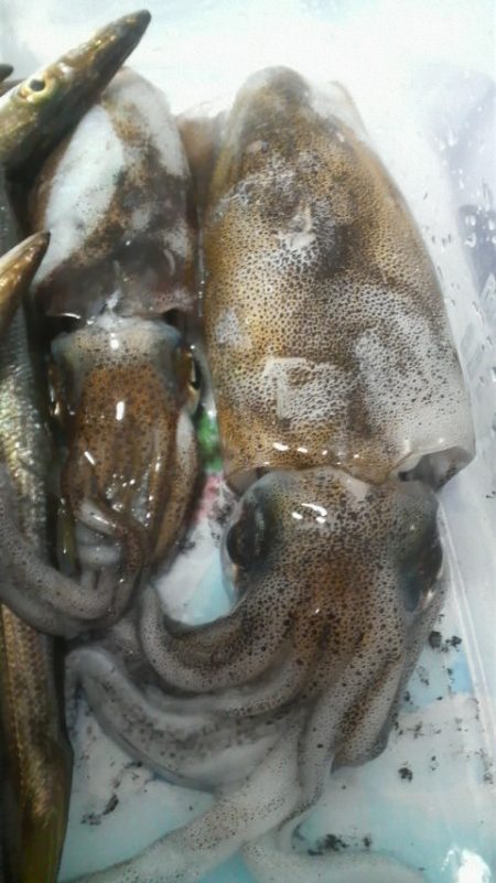 見えイカいっぱいいましたが・・・