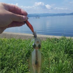 秋イカエギング調査