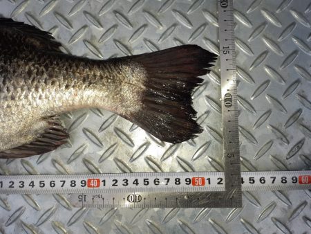 朝ﾏﾂﾞﾒだけど活性が低い