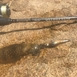 瀬戸内の島エギング(2019-3)