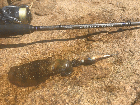 瀬戸内の島エギング(2019-3)