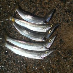 シイラ警報発令の為アオリイカ避難中