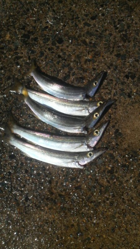 シイラ警報発令の為アオリイカ避難中