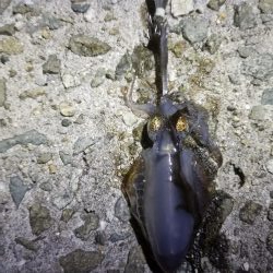 アオリ新子リベンジ！