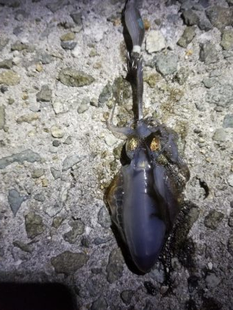 アオリ新子リベンジ！