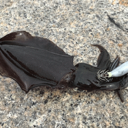 瀬戸内の島エギング(2019-5)