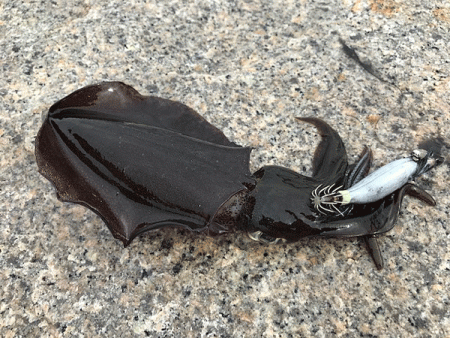 瀬戸内の島エギング(2019-5)