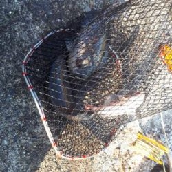 アイゴ40オーバー！グレも！！！！！！