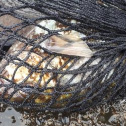 グレの40オーバー!