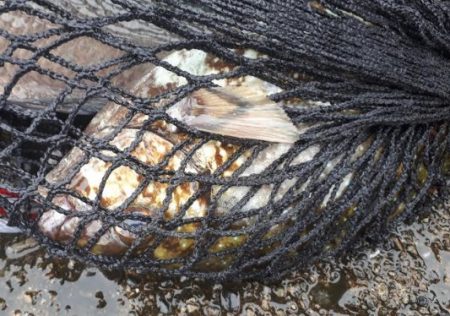 グレの40オーバー!