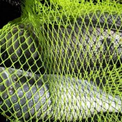 65オーバーのスズキ!!!!!やった~~~~~!!!!!!!