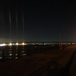 ドラゴンタチウオ