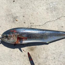 太刀魚 シイラ メッキ ウルトラCでシイラが釣れた