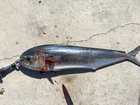 太刀魚 シイラ メッキ ウルトラCでシイラが釣れた