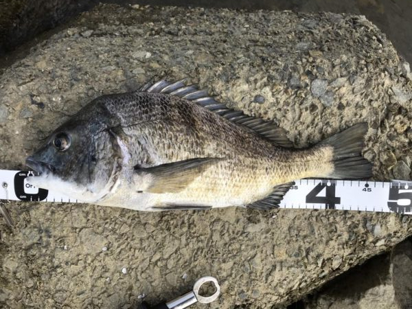 イチノ兄弟、釣果！