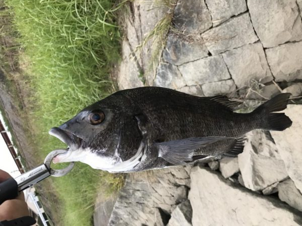 イチノ兄弟、釣果!