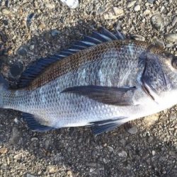 メジナ！チヌ！！！クエも！！！！！