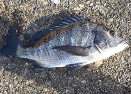 メジナ！チヌ！！！クエも！！！！！