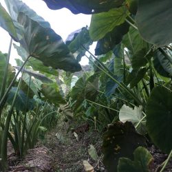 ハゼに翻弄されとります( ̄▽ ̄)