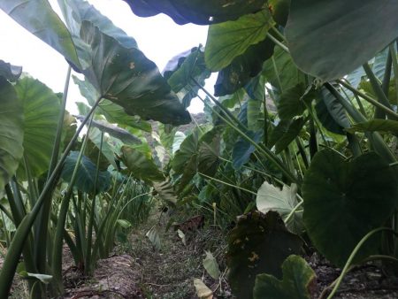 ハゼに翻弄されとります( ̄▽ ̄)