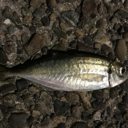 エギング アジング