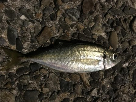 エギング アジング