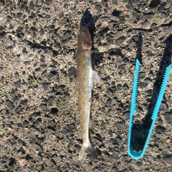 小さなサゴシの回遊アリ