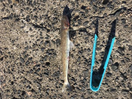 小さなサゴシの回遊アリ