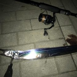 コスモスクエアタチウオ調査