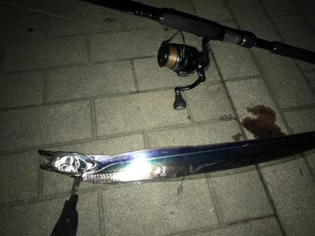 コスモスクエアタチウオ調査