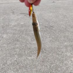 渋いが青物釣れます