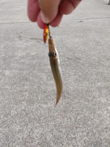 渋いが青物釣れます