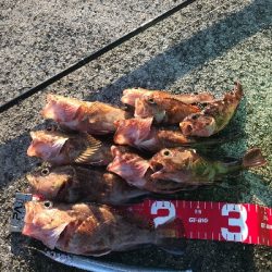 夜釣りの五目釣り