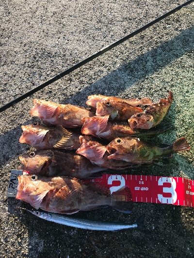 夜釣りの五目釣り