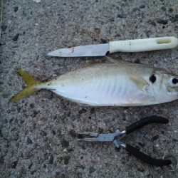 9/16釣果。チヌデカアジキス