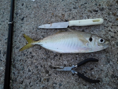 9/16釣果。チヌデカアジキス