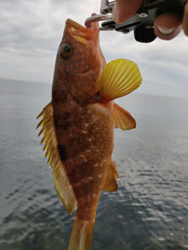 ヒラメとキジハタ